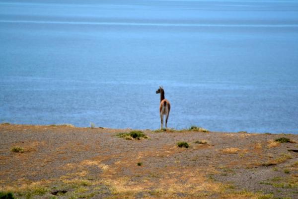 1 GUANACO face à l'oécean 