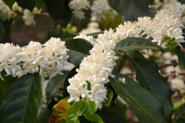 14 Fleurs de caféiers