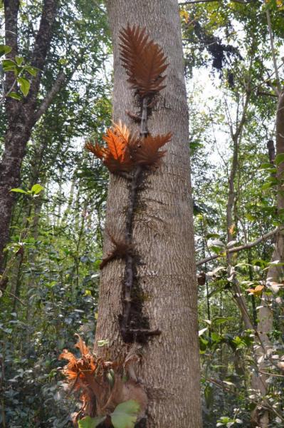 15 une drôle de plante qui pousse sur les arbres