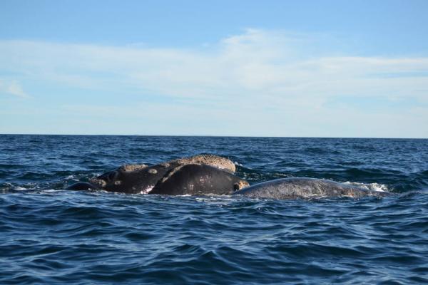 5 baleine et baleineau 