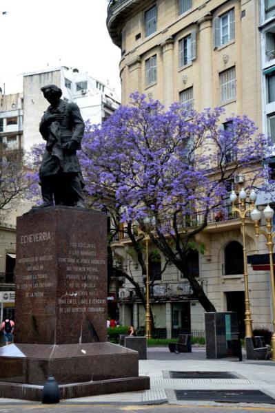 ARBRE AUX FLEURS VIOLETTES JARACANDA 