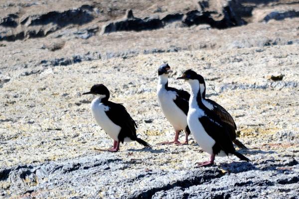 CORMORANS IMPERIAUX 