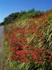 MASSIF DE FLEURS